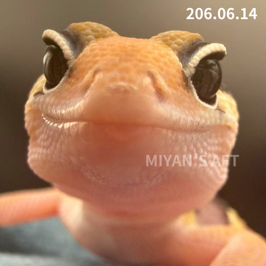 MA-0086　ノーマル het アメル キャラメル　♀