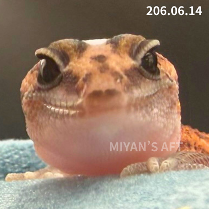 MA-0094　パターンレス hetアメル　♀