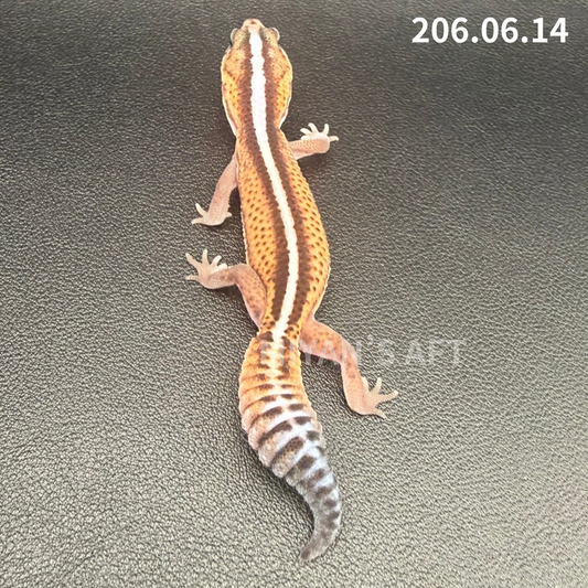MA-0094　パターンレス hetアメル　♀