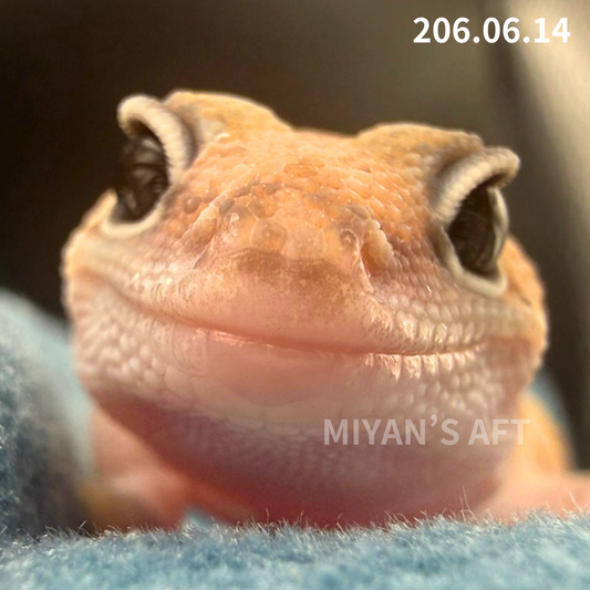 MA-0096　ズールー het66%アメルゴースト　♂