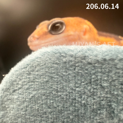 MA-0097　ズールー het オレオ　♀