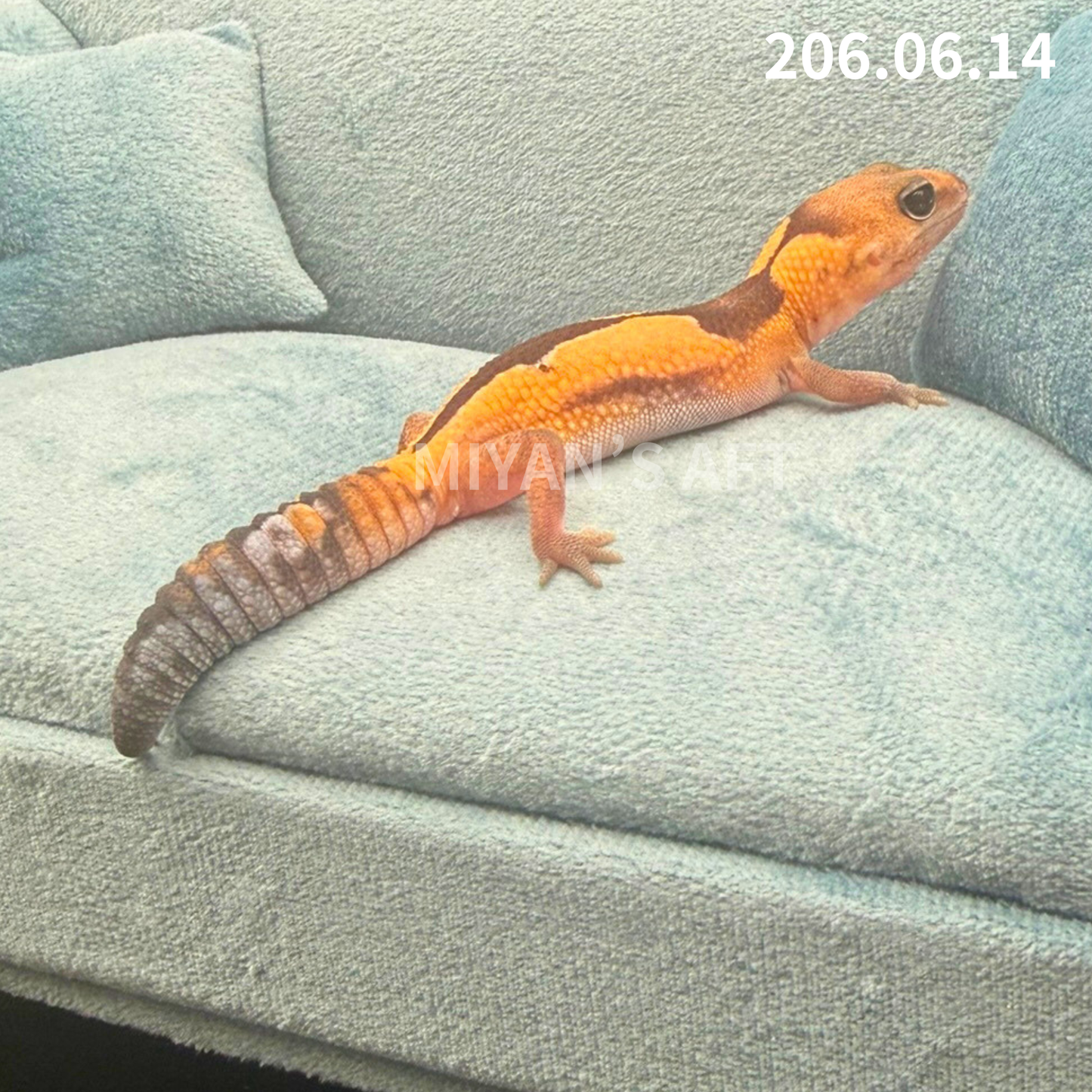 MA-0097　ズールー het オレオ　♀