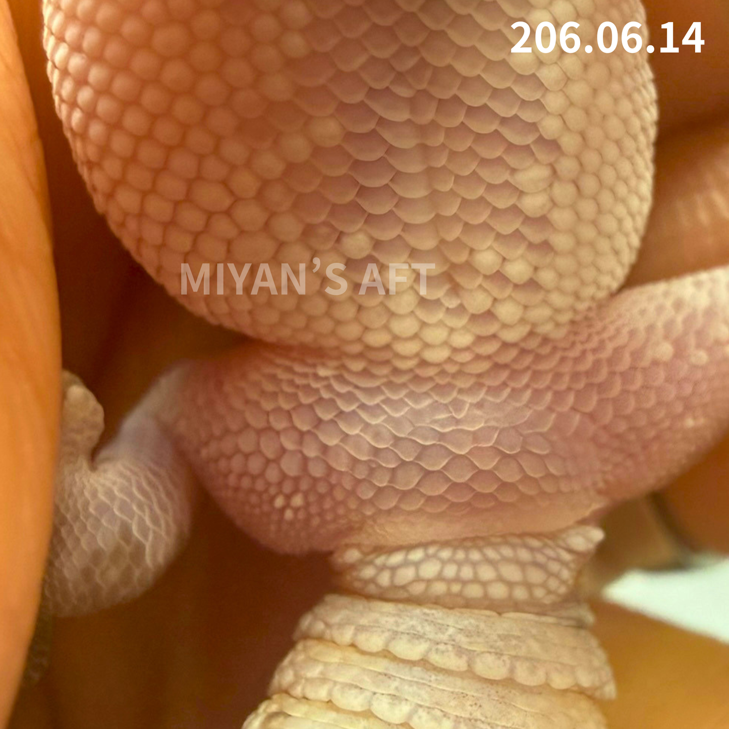 MA-0097　ズールー het オレオ　♀