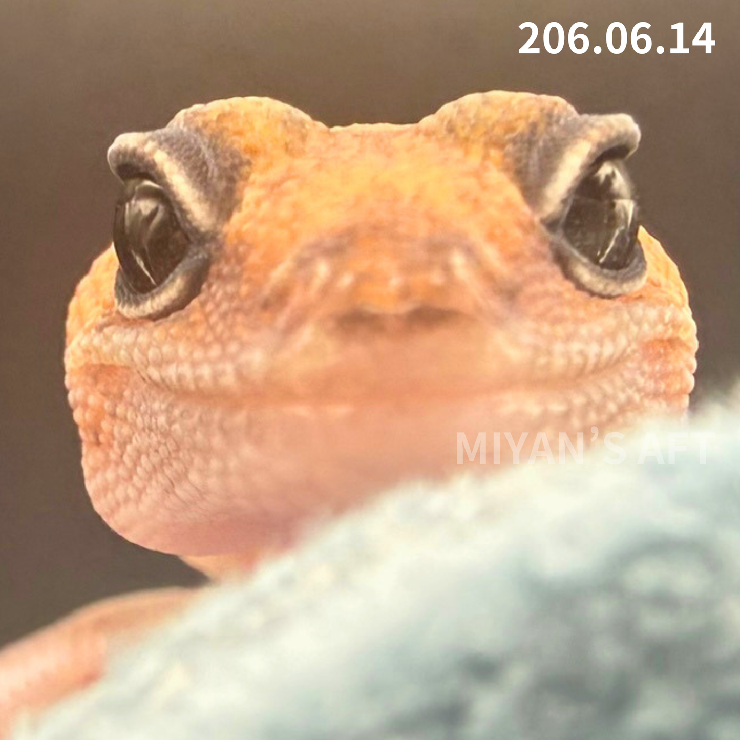 MA-0097　ズールー het オレオ　♀
