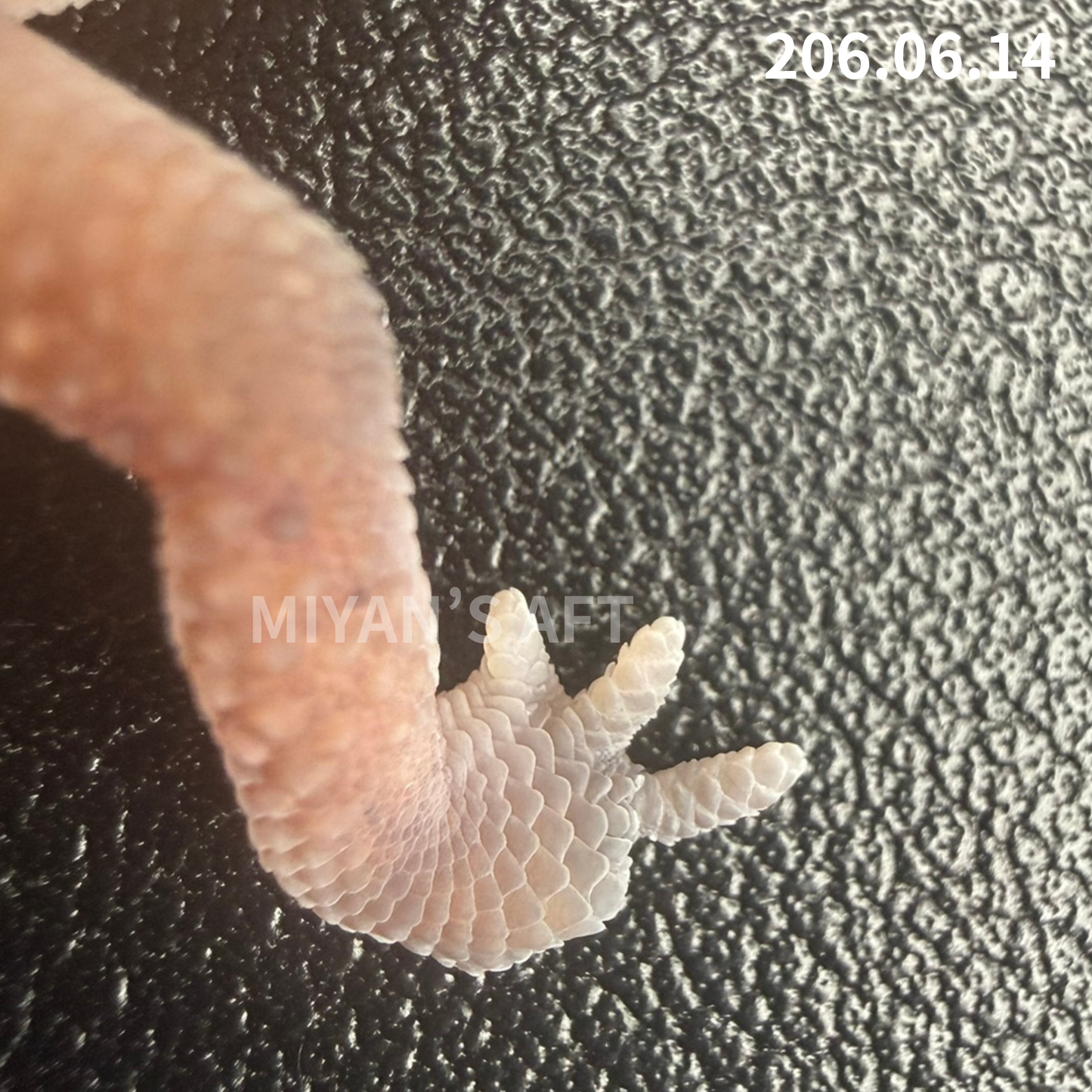 MA-0102　ノーマル　♂【右後ろ足に指欠損あり／歩行問題なし】