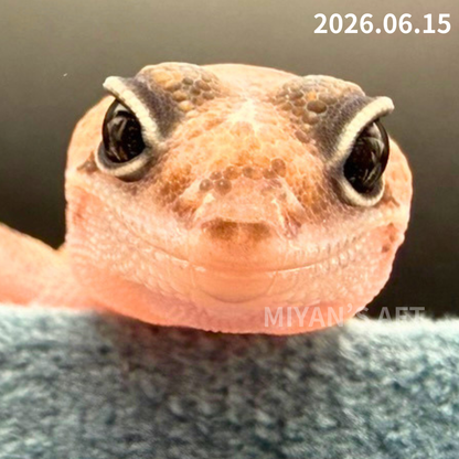 MA-0105　ズールー het 66%アメル ゴースト　♂