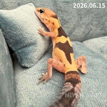 MA-0106　ズールー　♂