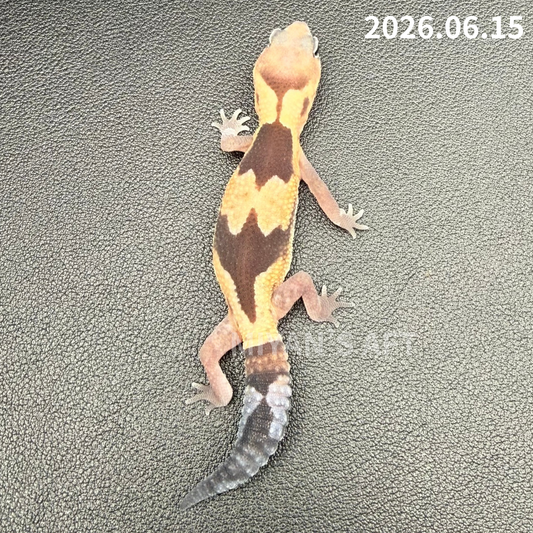 MA-0106　ズールー　♂