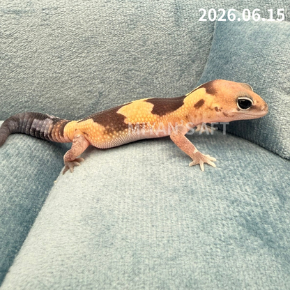 MA-0106　ズールー　♂