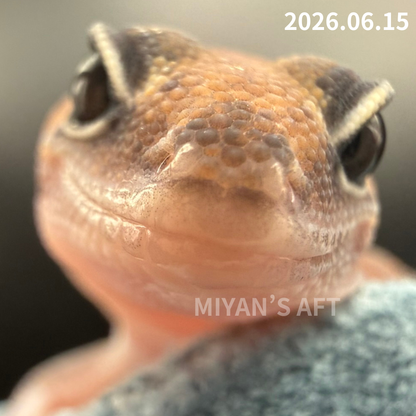 MA-0106　ズールー　♂