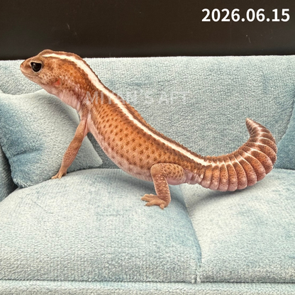 MA-0107　パターンレス het オレオ　♀