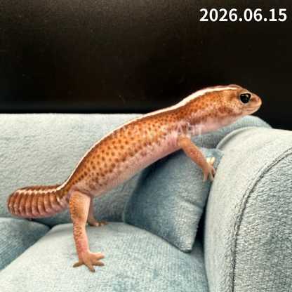 MA-0107　パターンレス het オレオ　♀