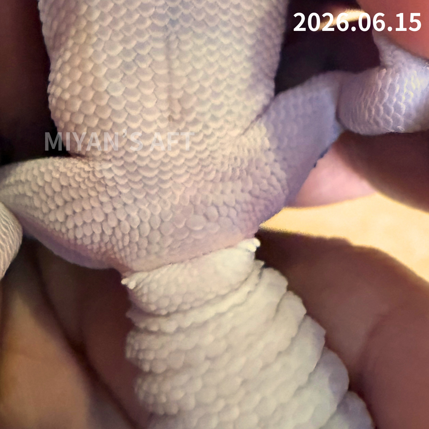 MA-0107　パターンレス het オレオ　♀