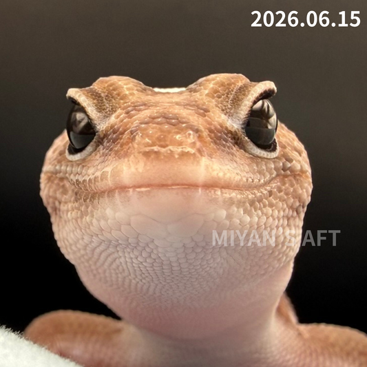 MA-0107　パターンレス het オレオ　♀
