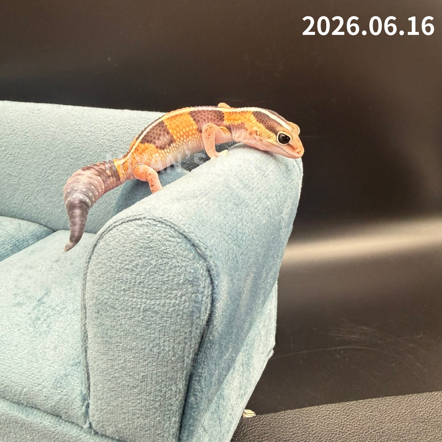 MA-0076　ノーマル hetアメル パターンレス　♀