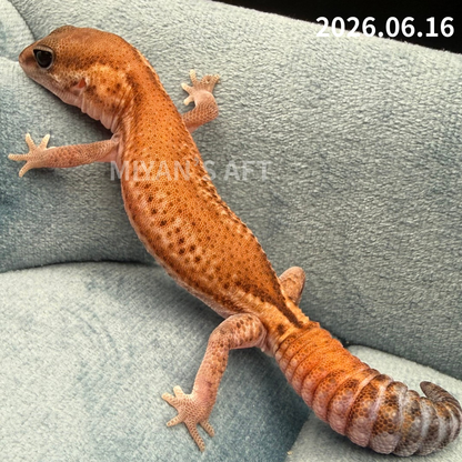 MA-0077　パターンレス hetアメル　♂