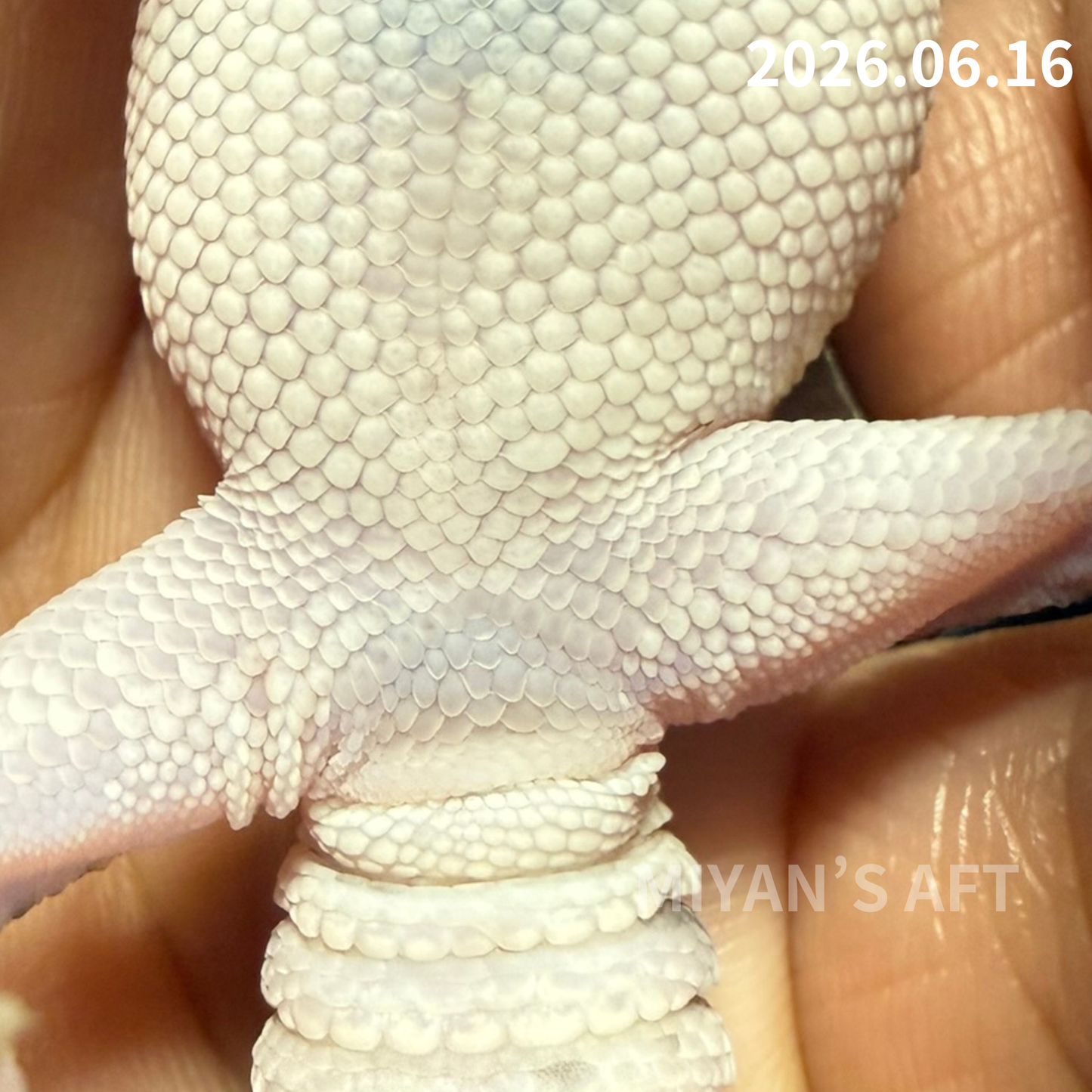 MA-0079　ノーマル hetアメル パターンレス　♀