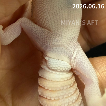 MA-0081　キャラメル hetアメルズールー 66%オレオパターンレス　♂