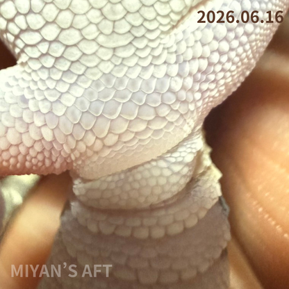 MA-0086　ノーマル het アメル キャラメル　♀