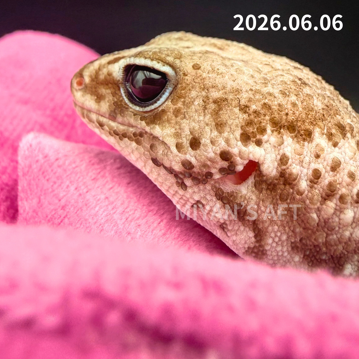 MA-0056　オレオパターンレス hetアメル　♀　