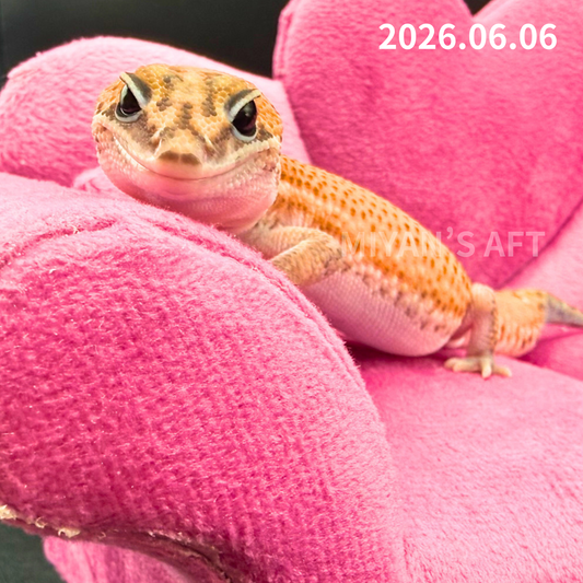 MA-0061　パターンレス hetアメルゴースト　♂