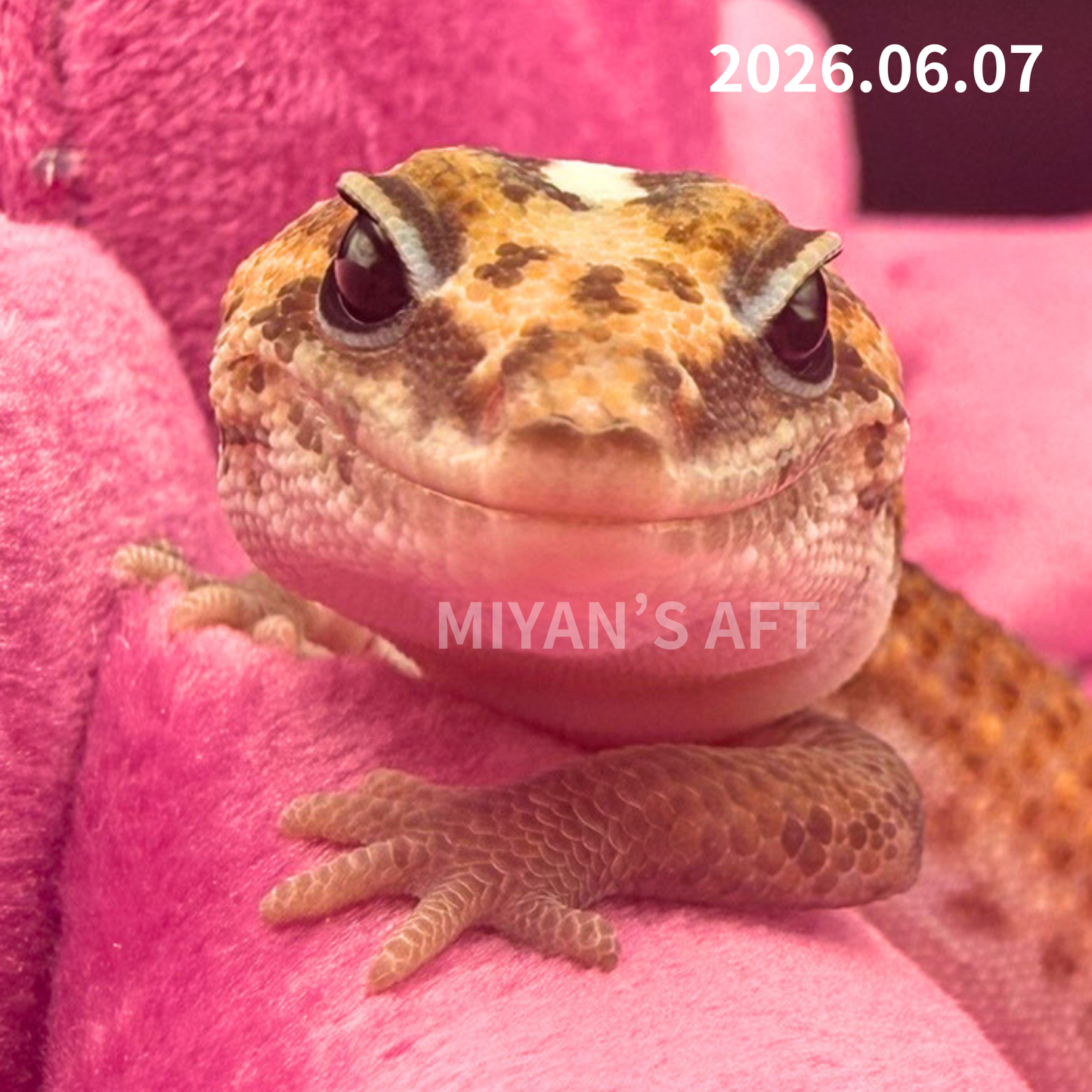 MA-0062　パターンレス hetゴーストオレオ　♂