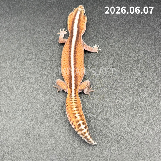 MA-0062　パターンレス hetゴーストオレオ　♂