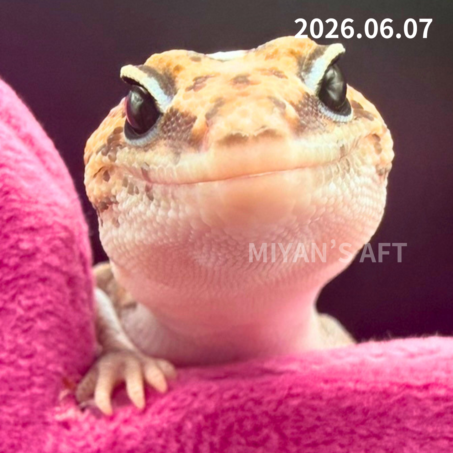 MA-0062　パターンレス hetゴーストオレオ　♂