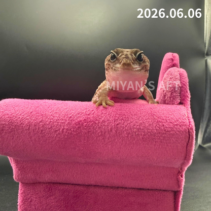 MA-0056　オレオパターンレス hetアメル　♀　