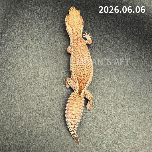 MA-0056　オレオパターンレス hetアメル　♀　