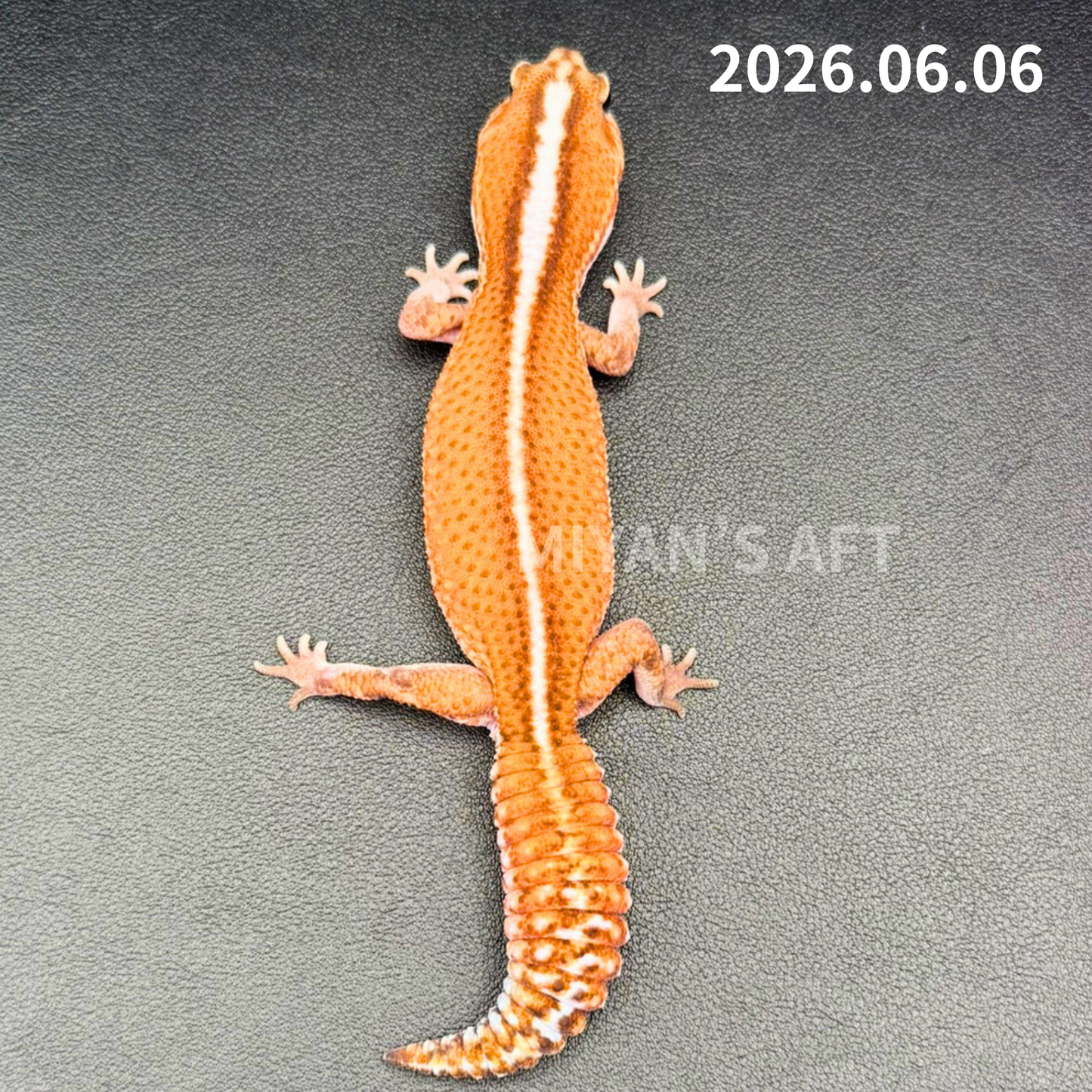 MA-0060 パターンレス hetアメルキャラメル　♀