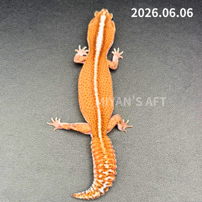 MA-0060 パターンレス hetアメルキャラメル　♀