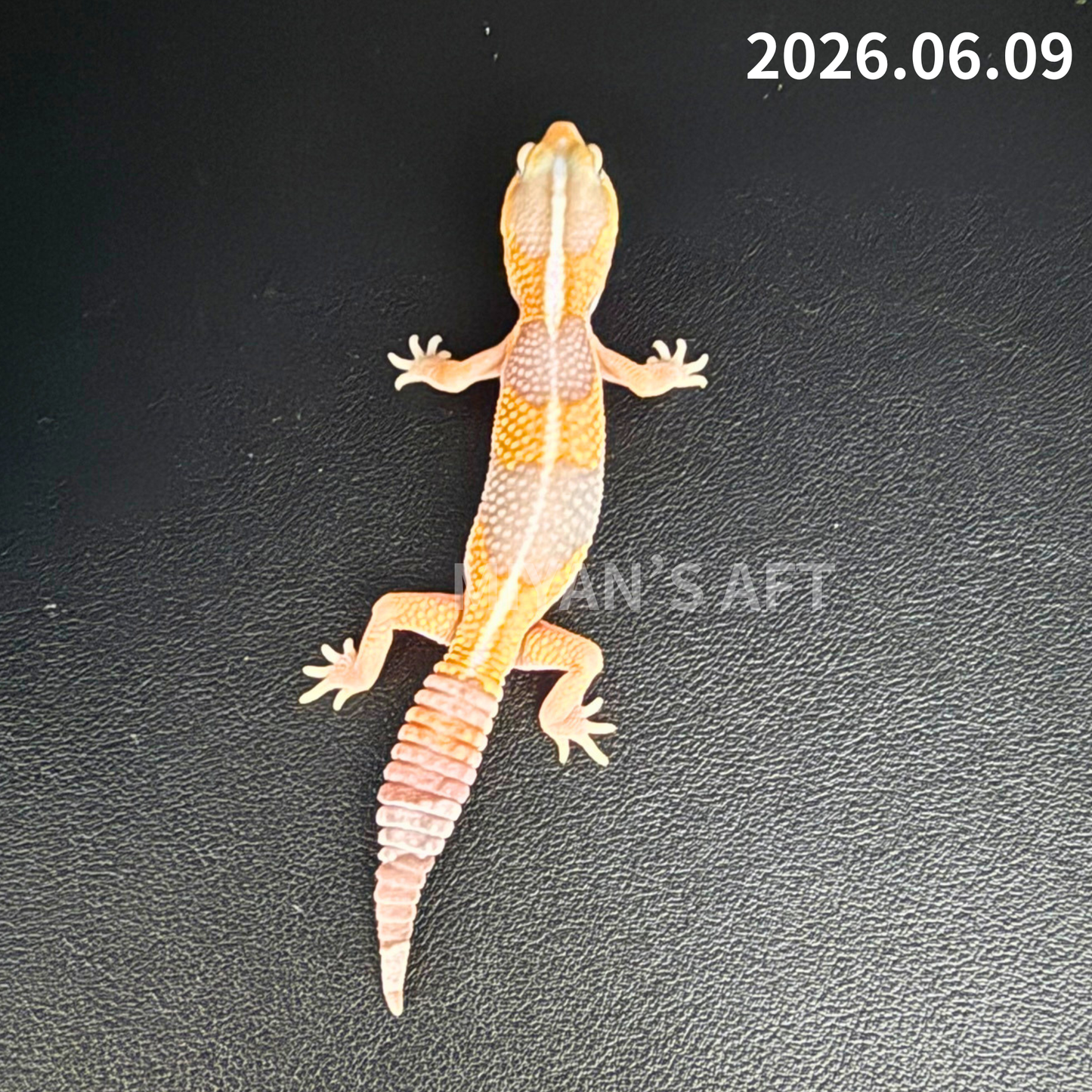 MA-0072　アメル　♂