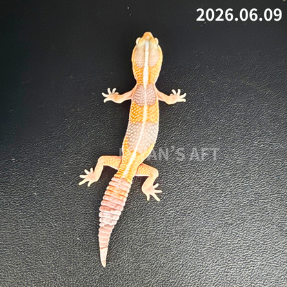 MA-0072　アメル　♂