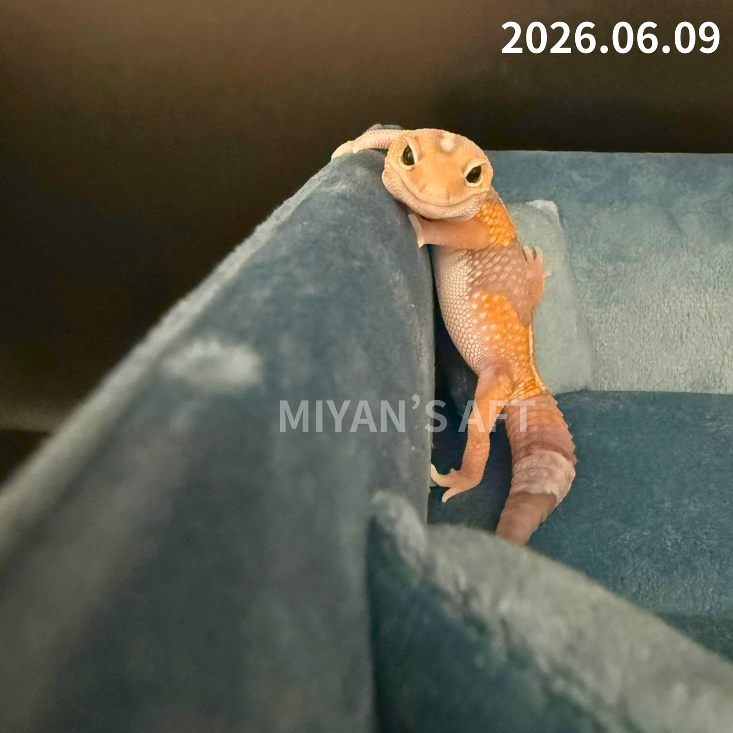 MA-0072　アメル　♂