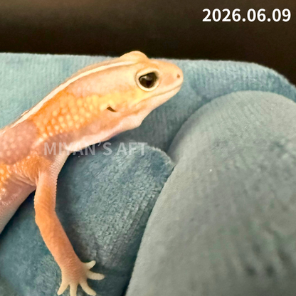 MA-0072　アメル　♂