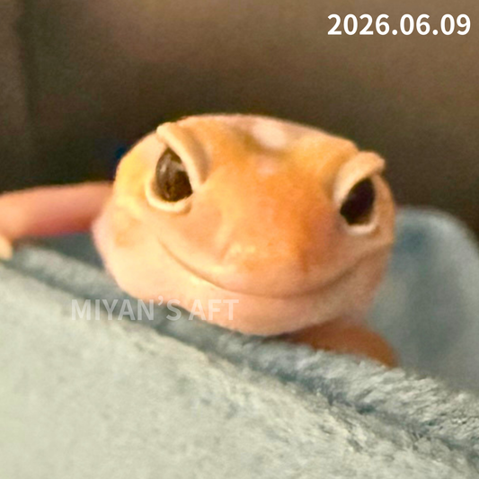 MA-0072　アメル　♂