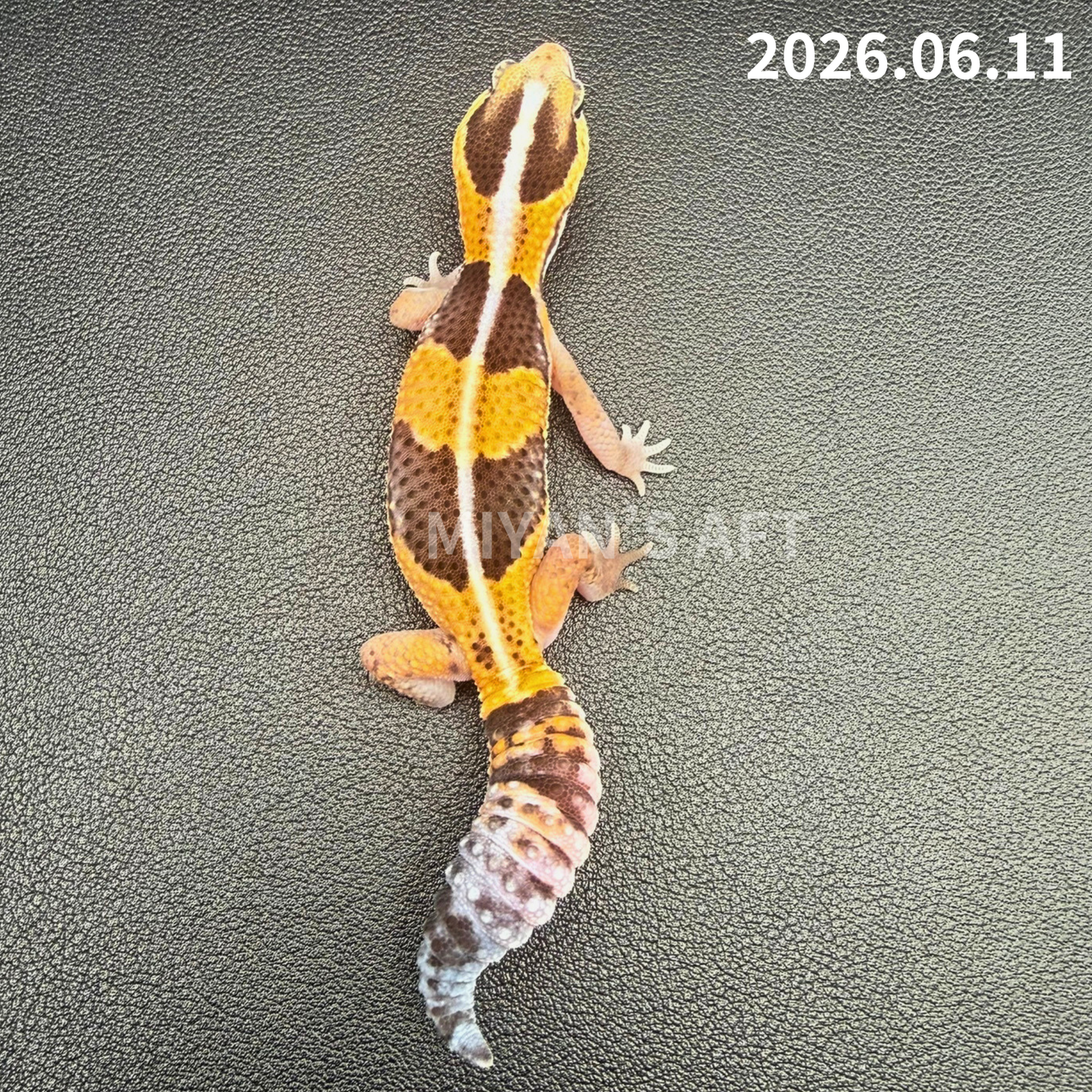 MA-0079　ノーマル hetアメル パターンレス　♀