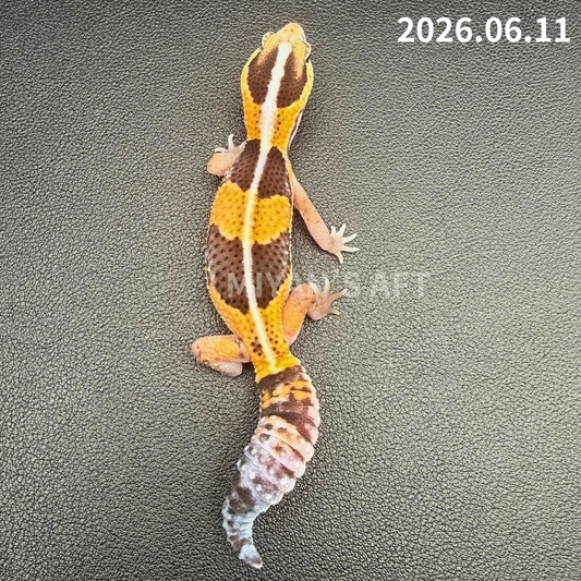 MA-0079　ノーマル hetアメル パターンレス　♀