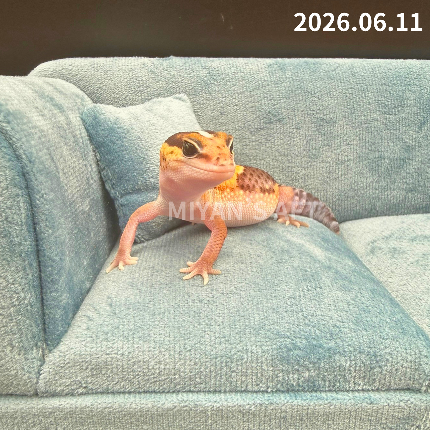 MA-0079　ノーマル hetアメル パターンレス　♀