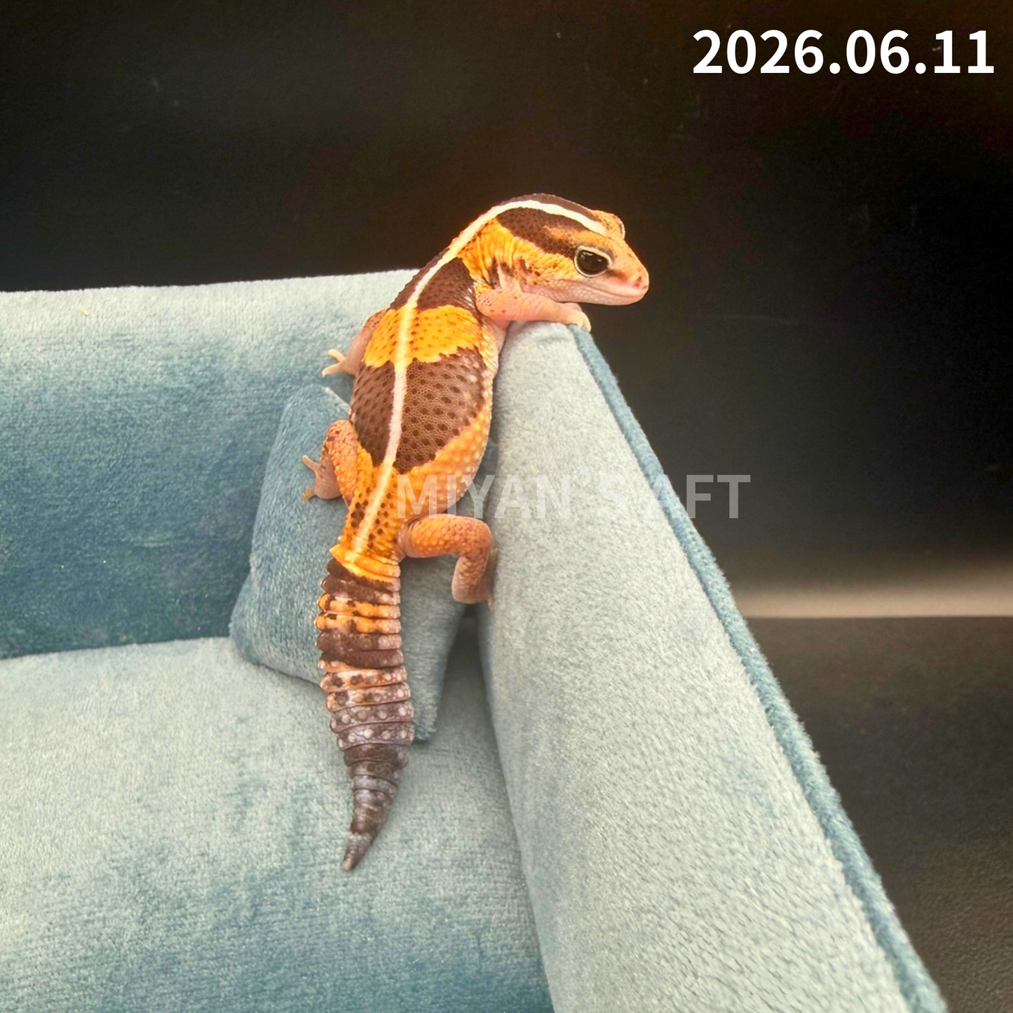 MA-0079　ノーマル hetアメル パターンレス　♀
