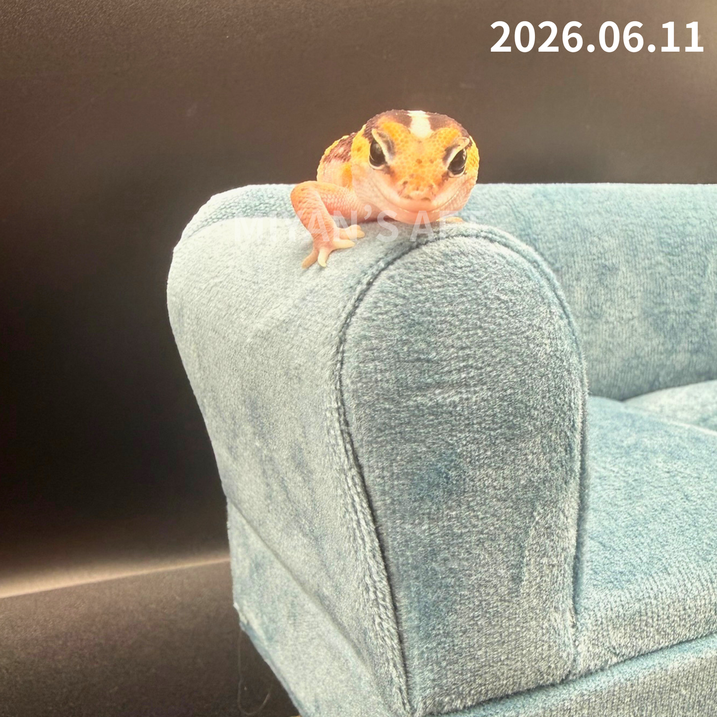 MA-0079　ノーマル hetアメル パターンレス　♀