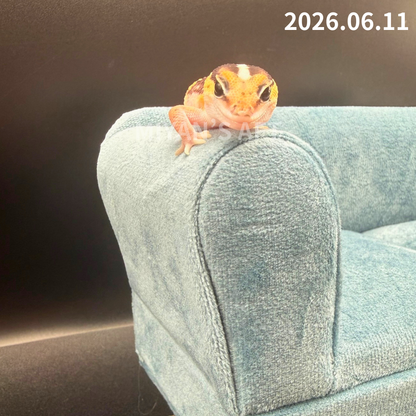 MA-0079　ノーマル hetアメル パターンレス　♀