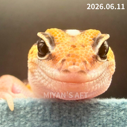 MA-0079　ノーマル hetアメル パターンレス　♀