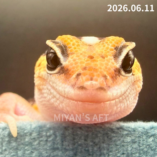 MA-0079　ノーマル hetアメル パターンレス　♀