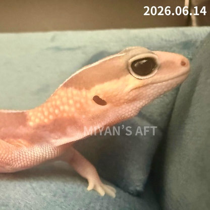 MA-0087　キャラメル het アメル ズールー 66%オレオ　♂