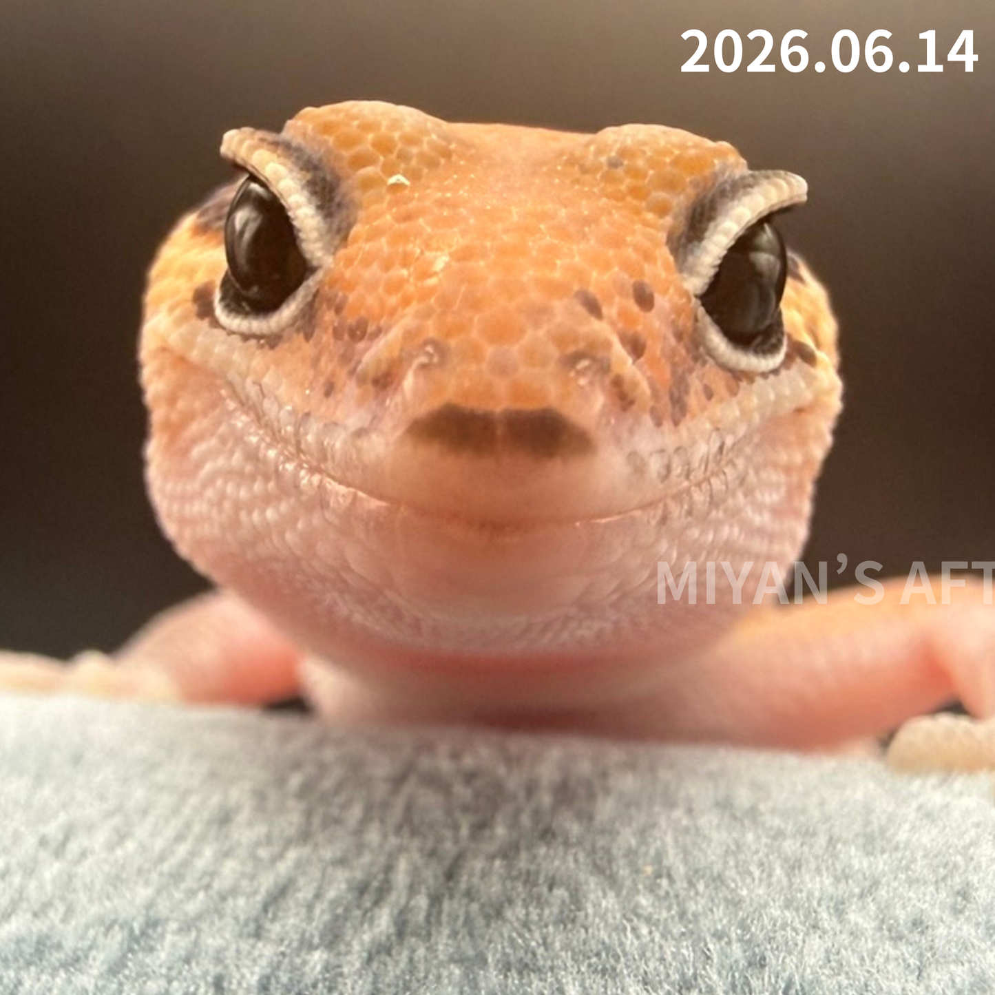 MA-0088　ノーマル hetアメルズールー　♂