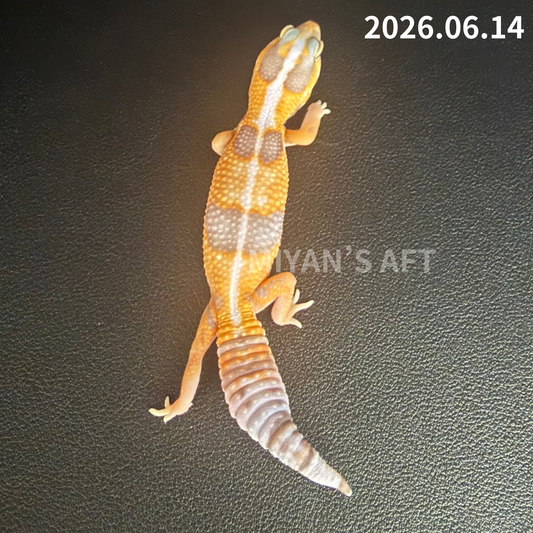 MA-0089　ホワイトアウトアメル hetパターンレス 66%オレオ　♀