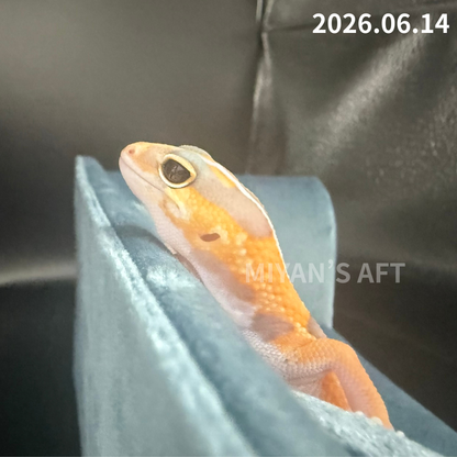 MA-0089　ホワイトアウトアメル hetパターンレス 66%オレオ　♀