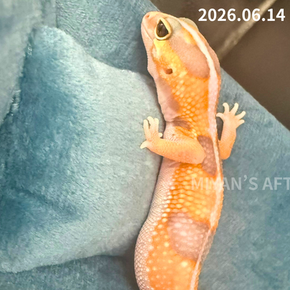 MA-0089　ホワイトアウトアメル hetパターンレス 66%オレオ　♀